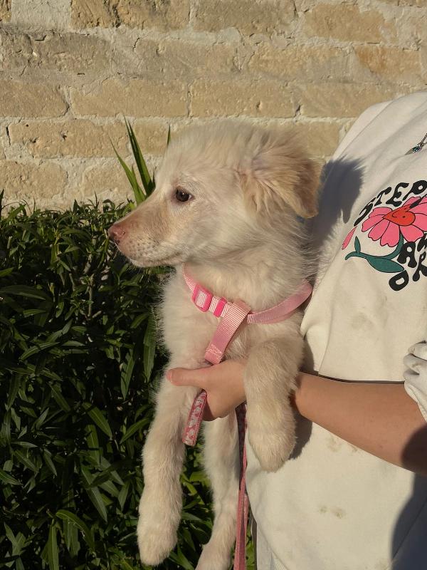 Ninfa, La Cucciola Rimasta Sola